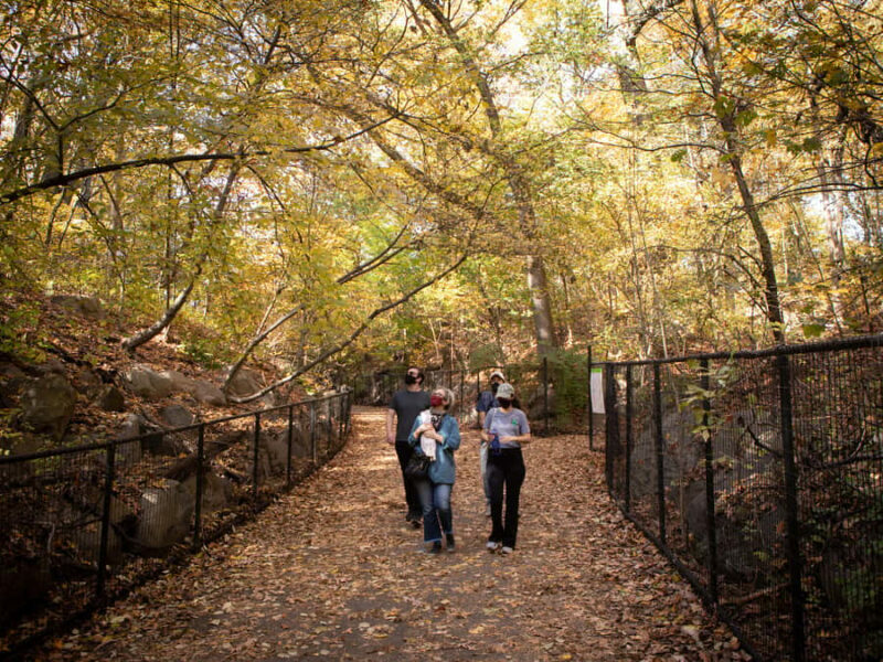 Brooklyn: 2-Hour Prospect Park Guided Walking Tour - Authentic Voices: What Travelers Say