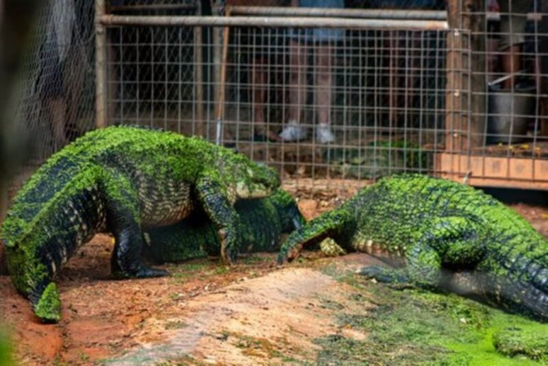 Broome: Malcolm Douglas Crocodile Park Tour With Transfers - Conservation and History