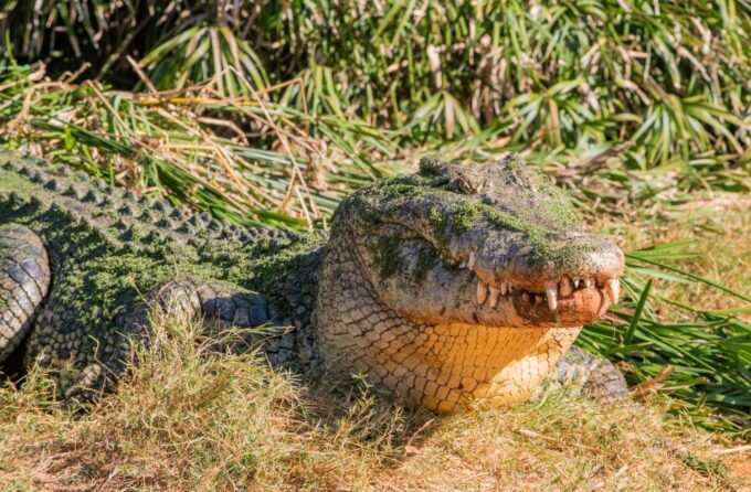 Broome: Malcolm Douglas Crocodile Park Tour With Transfers - Booking and Cancellation