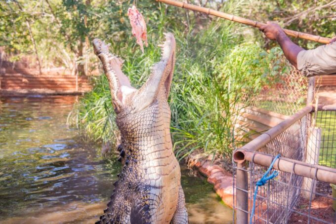 Broome: Malcolm Douglas Crocodile Park Tour With Transfers - Frequently Asked Questions