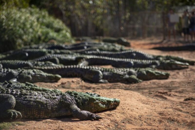 Broome: Matsos Brewery, Museum & Crocodile Park Combo Tour - Recommendations