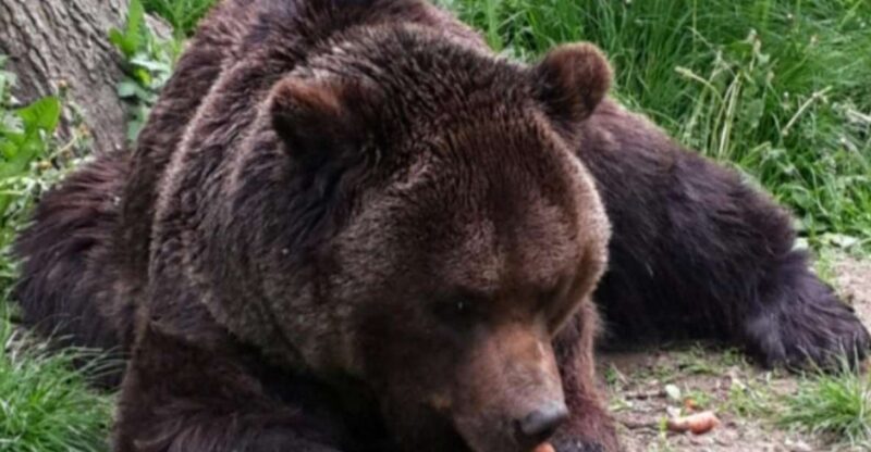 Brown Bear Sanctuary, Bran Castle & Rasnov Fortress Day Tour - Itinerary Highlights