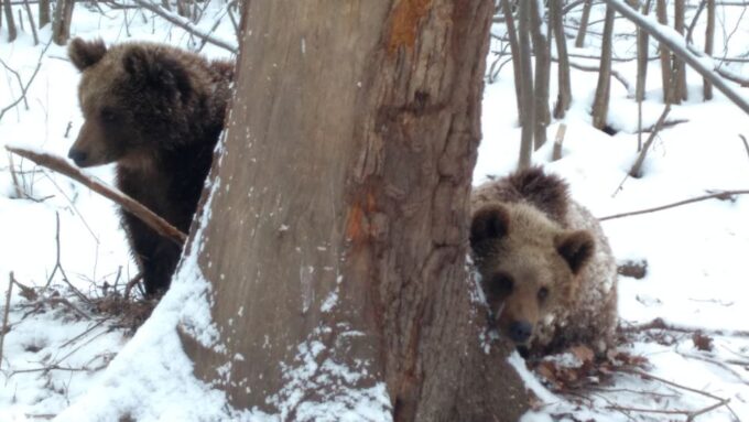 Brown Bear Sanctuary, Bran Castle & Rasnov Fortress Day Tour - Important Information