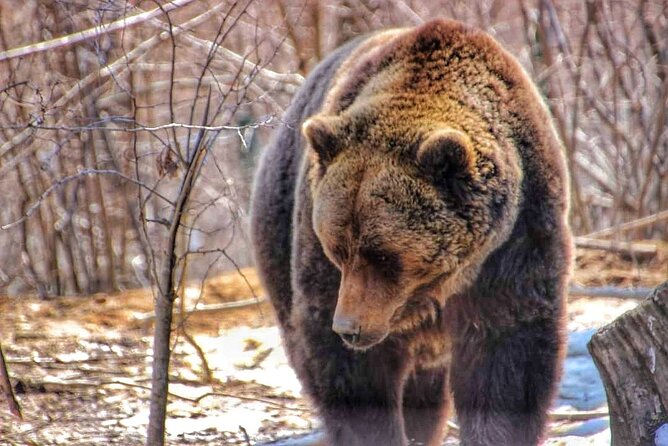 Brown Bear Sanctuary & Draculas Castle & Brasov - Private Tour From Bucharest - Inclusions and Exclusions