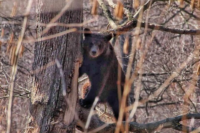 Brown Bear Sanctuary & Draculas Castle & Brasov - Private Tour From Bucharest - Bear Sanctuary Guided Tour