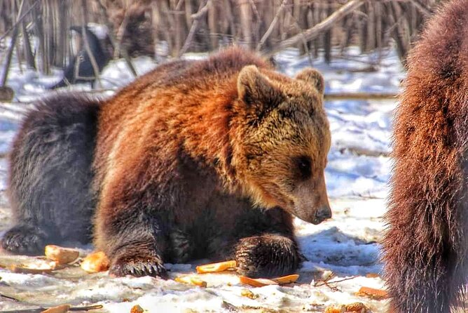 Brown Bear Sanctuary & Draculas Castle & Brasov - Private Tour From Bucharest - Brasov City Guided Walk