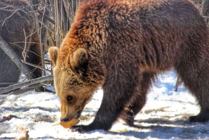 Brown Bear Sanctuary & Draculas Castle & Brasov - Private Tour From Bucharest - Traveler Reviews