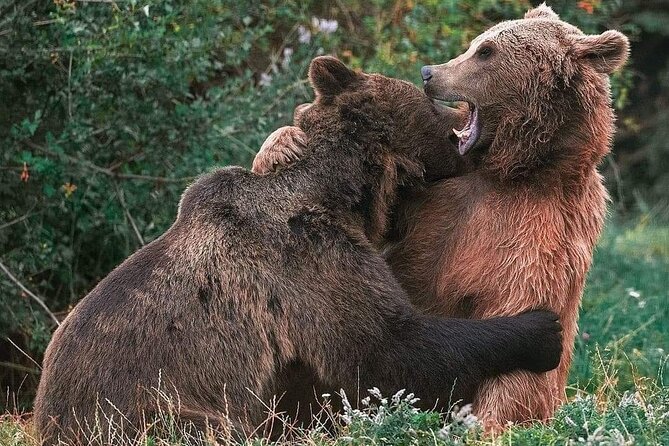 Brown Bear Sanctuary, Rasnov Fortress and Bran Castle Tour From Brasov - Rasnov Fortress Highlights