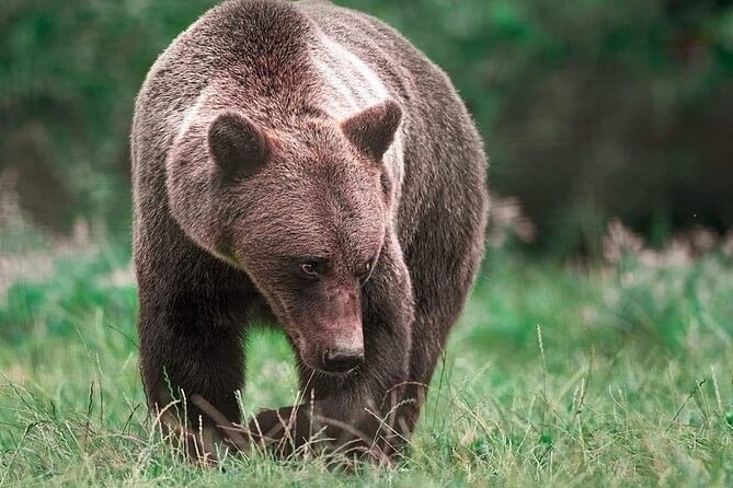 Brown Bear Sanctuary Tour From Brasov Entrance Ticket Guaranteed - Tour Duration and Schedule