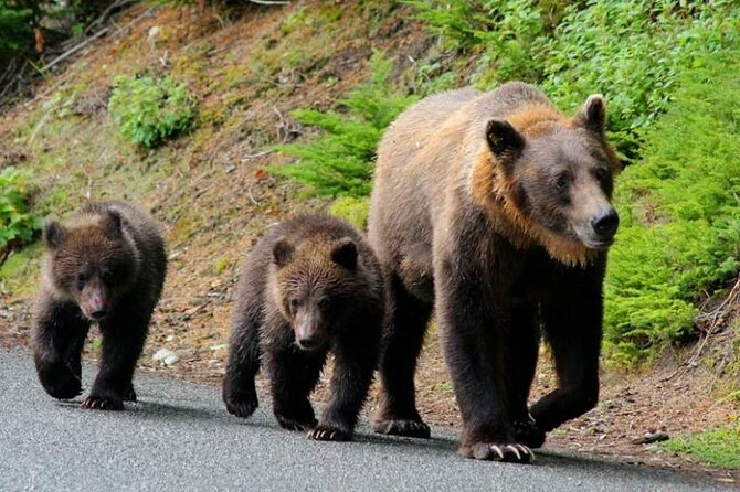 Brown Bear Watching Experience at the Bear Sanctuary - Meeting and Pickup