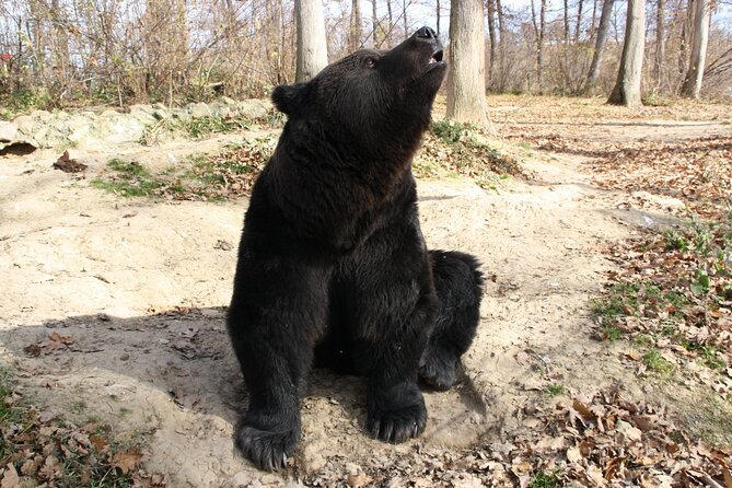 Brown Bear Watching Experience at the Bear Sanctuary - Additional Information