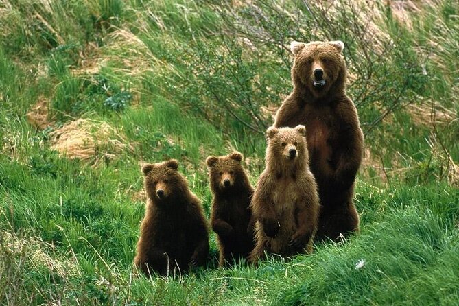Brown Bear Watching Experience at the Bear Sanctuary - Bear Sanctuary Details
