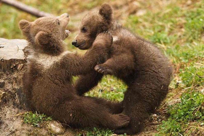 Brown Bear Watching Experience at the Bear Sanctuary - What to Expect