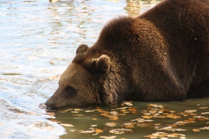 Brown Bear Watching Experience at the Bear Sanctuary - Booking and Cancellation
