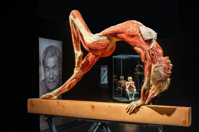 Bruges: Ticket to the Body Worlds Expo at the Oud Sint-Jan Site - Participant Age Groups and Meeting Point