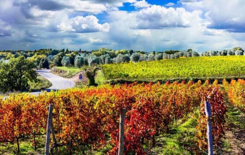 Brunello and Montepulciano Wine Tour - Private Experience - Wine Tasting and Pairings