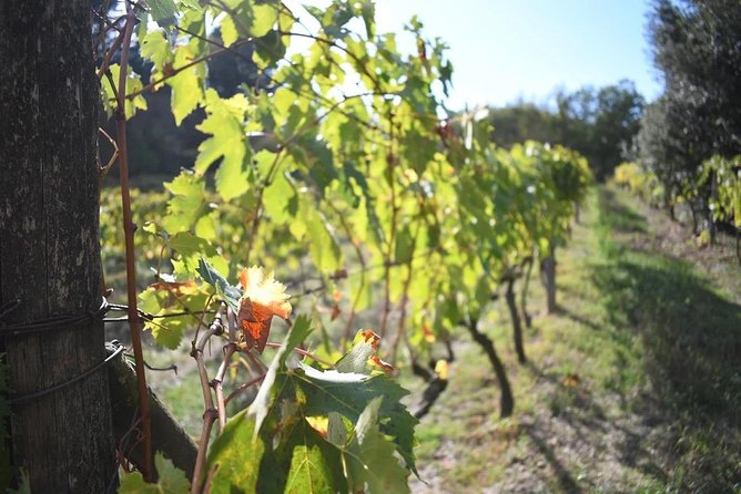 Brunello Vineyards Bus Tour - Dietary Options