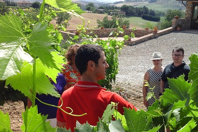 Brunello Vineyards Bus Tour - Pricing and Booking