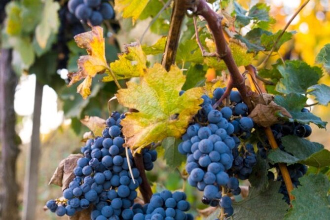 Brunello Wine Tasting From San Gimignano - Discovering Brunello Di Montalcino