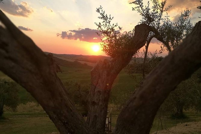 Brunello Wine Tour and Val D'orcia Landscape - Tasting the Finest Brunello Wines