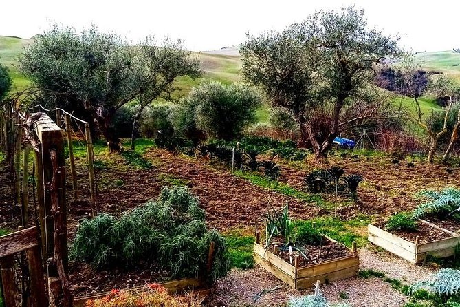 Brunello Wine Tour and Val D'orcia Landscape - Transportation and Tour Guide Explanation