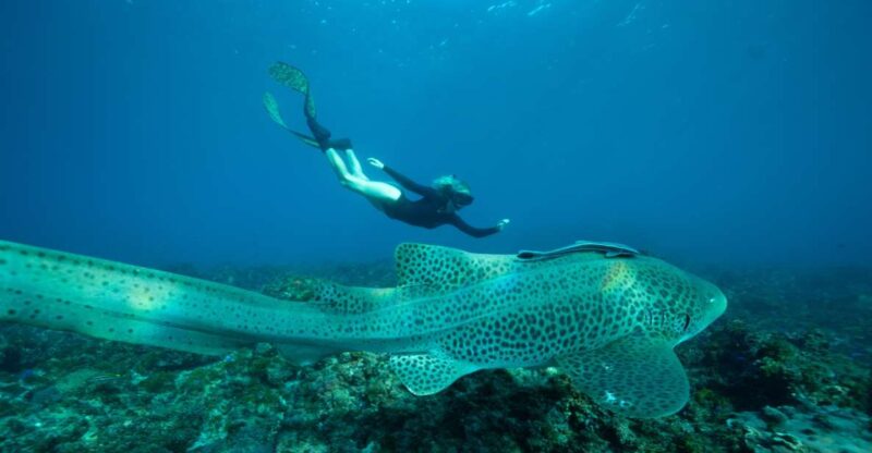 Brunswick Heads: Snorkeling Byron Bay Tour at Julian Rocks - Key Points