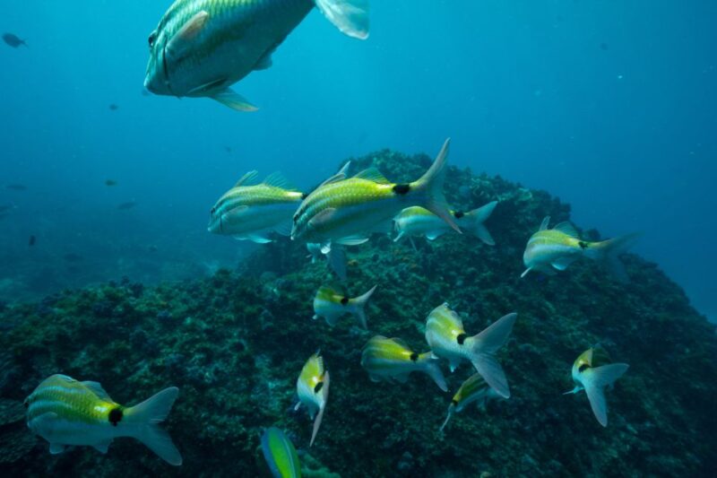 Brunswick Heads: Snorkeling Byron Bay Tour at Julian Rocks - Itinerary and Experience