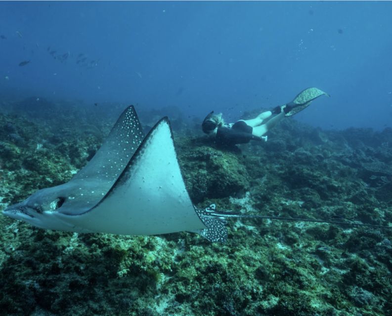 Brunswick Heads: Snorkeling Byron Bay Tour at Julian Rocks - Marine Life and Biodiversity