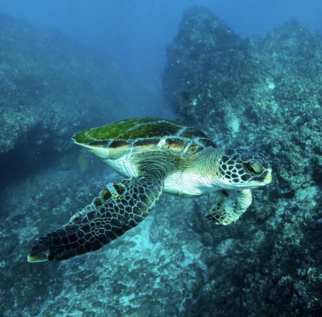 Brunswick Heads: Snorkeling Byron Bay Tour at Julian Rocks - Customer Feedback and Ratings