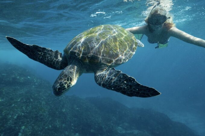 Brunswick Heads: Snorkeling Byron Bay Tour at Julian Rocks - Preparing for Your Adventure