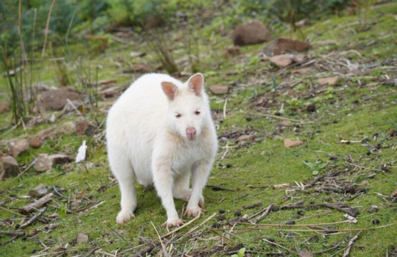 Bruny Island - Eat Drink and Explore - Tour Recommendations
