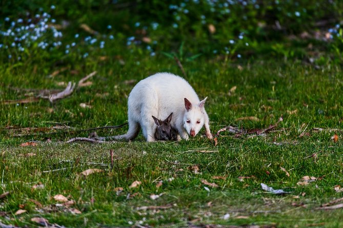 Bruny Island Traveller - Gourmet Tasting and Sightseeing Day Trip From Hobart - Accessibility and Considerations