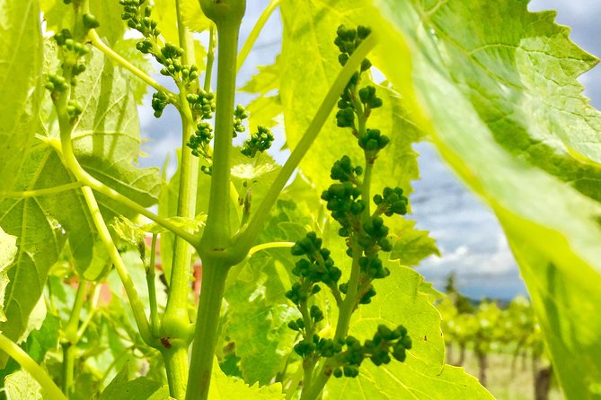 Brusca Wine Tour - Tour Highlights