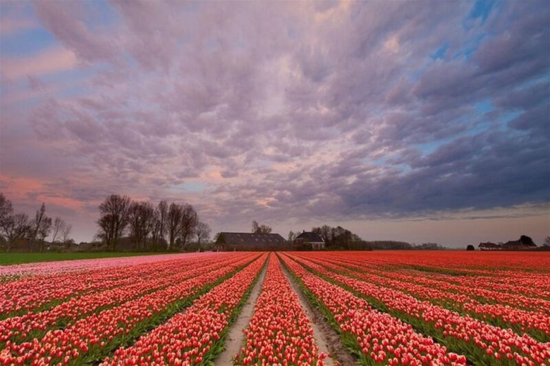 Brussels: Keukenhof, Tulips, and Delft Day Trip - Included in the Tour
