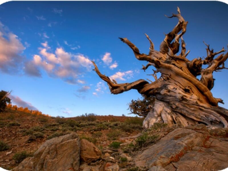 Bryce Canyon: 2-Hour 4-Seat Side-by-Side OHV Rental - Safety Features and Equipment