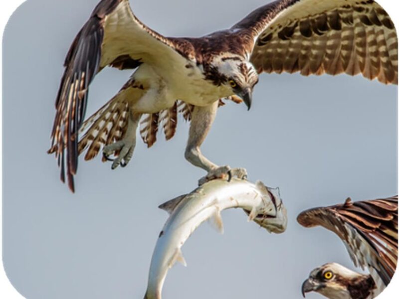 Bryce Canyon: 2-Hour 4-Seat Side-by-Side OHV Rental - Exploring Paunsaugunt Plateau
