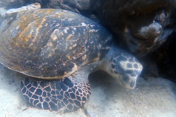 Bubblemaker, Diving for Youngsters, 8 and 9 Years Old ( Start at Ko Kut) - Meeting and Pickup Information
