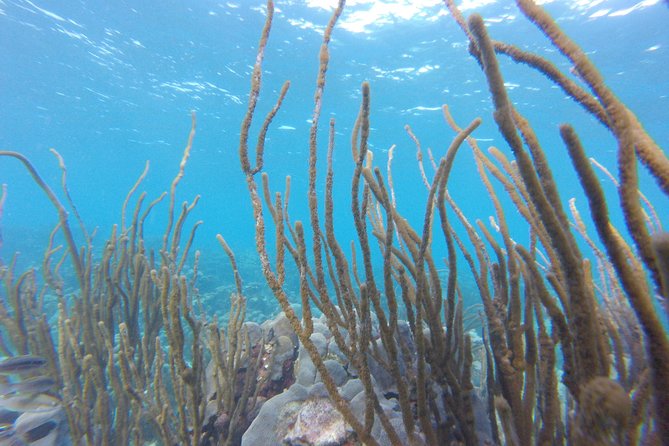Buccoo Reef and Nylon Pool Adventure - Accessibility and Additional Information