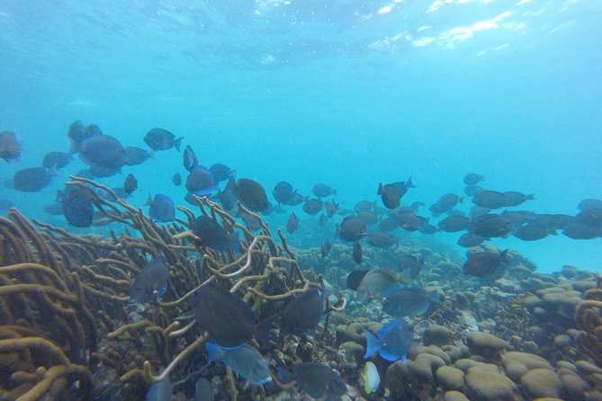 Buccoo Reef and Nylon Pool Adventure - About the Tour Operator