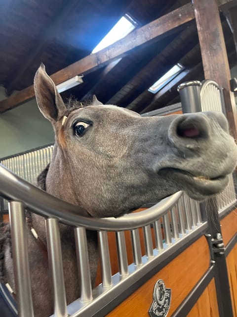 Bucharest: Beautiful Horses in Equestrian Manor Day Trip - Transportation and Pickup