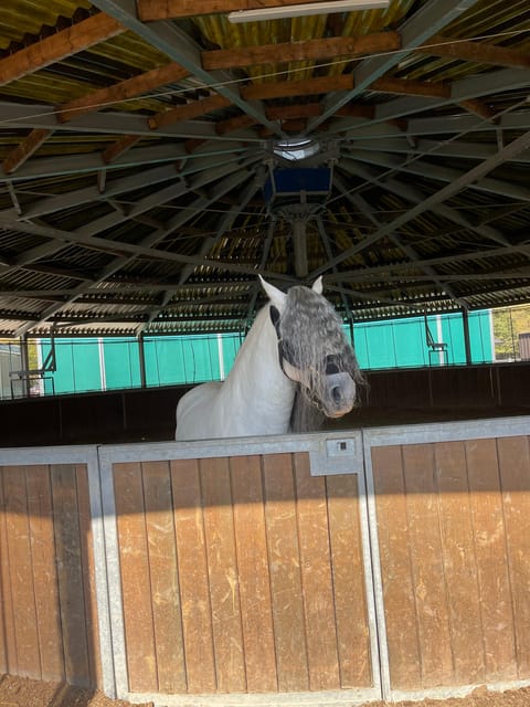 Bucharest: Beautiful Horses in Equestrian Manor Day Trip - Equestrian Experiences