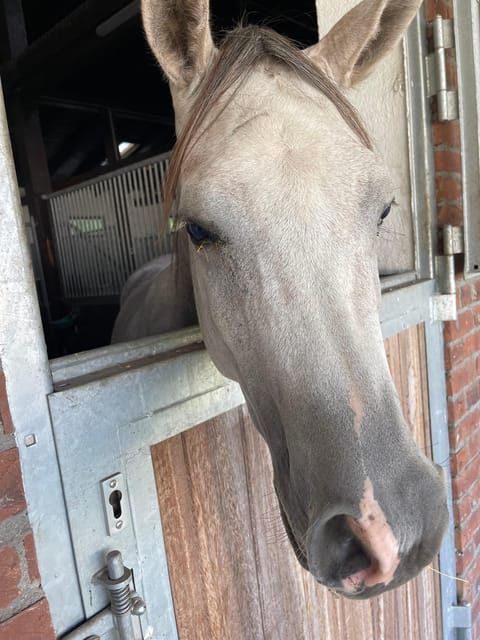 Bucharest: Beautiful Horses in Equestrian Manor Day Trip - Nature Encounters