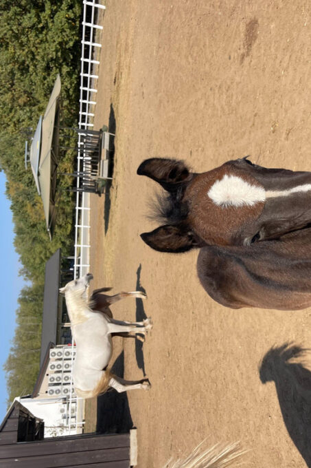 Bucharest: Beautiful Horses in Equestrian Manor Day Trip - Inclusions and Recommendations