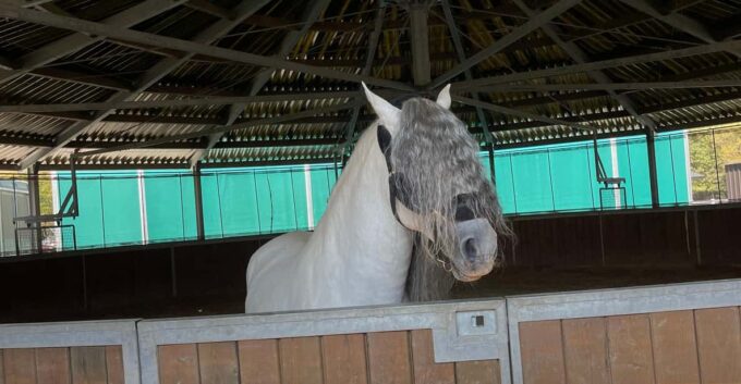 Bucharest: Beautiful Horses in Equestrian Manor Day Trip - Pricing and Cancellation