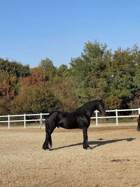 Bucharest: Beautiful Horses in Equestrian Manor Day Trip - Suitability and Accessibility