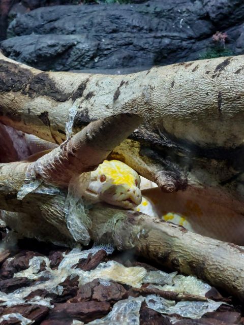 Bucharest: Reptiland Bucharest Entry Ticket - Visitor Experience