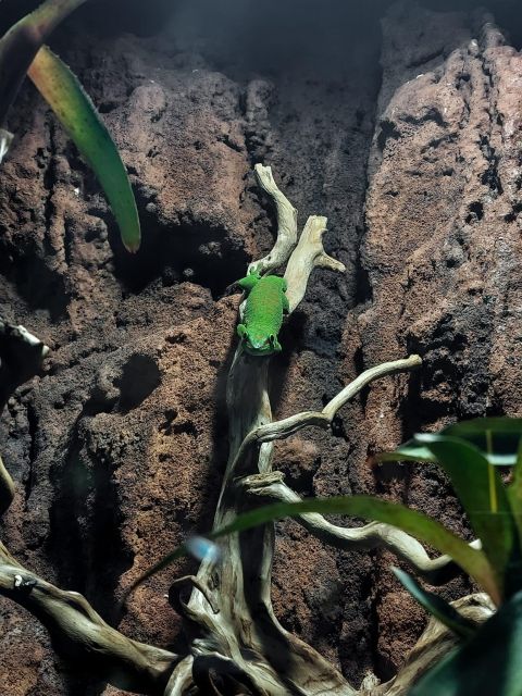 Bucharest: Reptiland Bucharest Entry Ticket - What to Expect at Reptiland
