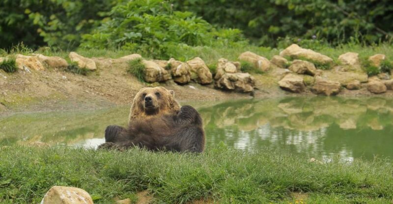 Bucharest: Transylvania With Dracula Castle & Bear Sanctuary - Customer Reviews