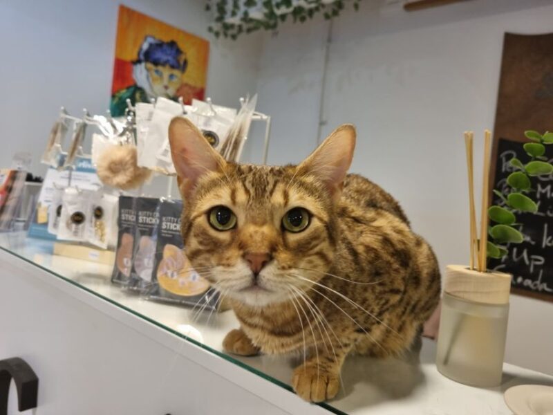 Budapest: Cat Museum Budapest Entry Ticket - Ticket Pricing and Availability