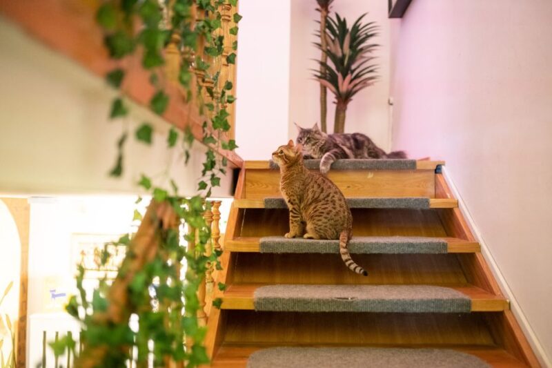 Budapest: Cat Museum Budapest Entry Ticket - Customer Ratings and Reviews